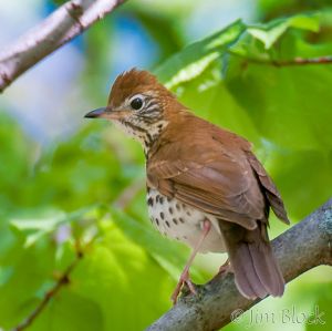 02  DQ591D-Wood-Thrush.jpg